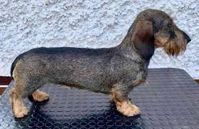 Image result for jezevčík drsnosrstý