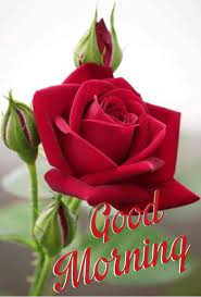 Good morning coffee gif good night flowers good morning beautiful flowers good morning images flowers good morning roses cute good.good morning, hopefully something to brighten your day. Good Morning Rose Beautiful Rose Flowers Beautiful Roses Red Roses