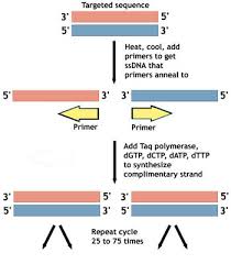 Pcr Amplifying Dna Ask A Biologist