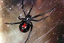 You can find black widows in every continent of the. Dangerous Spiders Of East Texas 15 Feb 2017