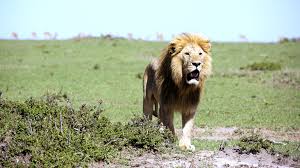 10 fascinating lion facts | IFAW