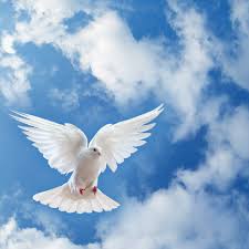 عَلِّمني الحياةَ على طريقتِكَ ، اختَبِرْني ذَرَّةً في العالم العُلْوِيِّ. ØµÙˆØ± Ø­Ù…Ø§Ù…Ù‡ Ø§Ù„Ø³Ù„Ø§Ù… Ø¬Ø±Ø§ÙÙŠÙƒ Ù…Ø§Ù†