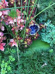 Image result for Cyperus kirkii