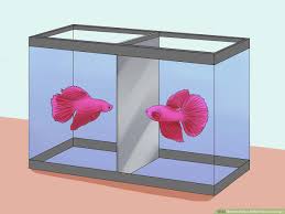So, you might be thinking about how cool it would be to have both species living together in your home tank. How To Help A Betta Fish Live Longer With Pictures Wikihow