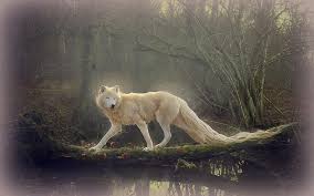 So good you'll howl at the moon. White Wolves Wallpapers Wallpaper Cave