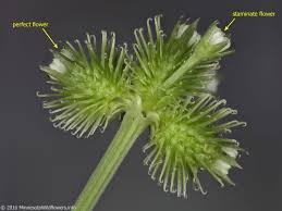 Image result for Sanicula