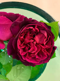 This rose has the most fantastic coloured and beautifully shaped flowers, with wonderful fragrance. David Austin Munstead Wood Rose Roses