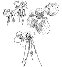 Image result for Spirodela