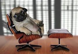 Right Peter Hi So I M Going To Need You To Work On Saturday Cute Pugs Funny Dog Pictures Pugs