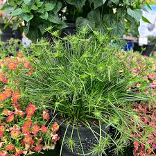 Image result for Cyperus tenax