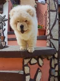 Puppy Growth Chart Max Chow Chow Male