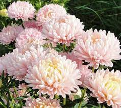 Pin On Chrysanthemum