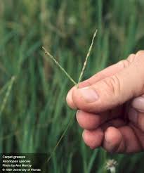 Image result for Axonopus