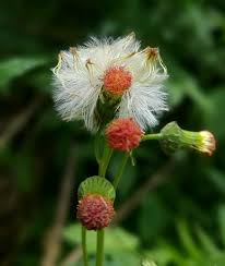 Image result for Crassocephalum radiatum