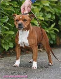 albermarbulls red revenge staffordshire bull terrier chien pitbull chien animaux