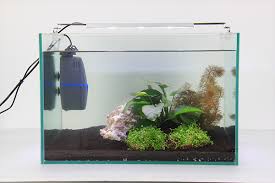 Depending on the way you. My First Planted Tank Yi Hu Fish Farm Trading