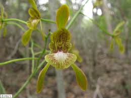 Image result for Oeceoclades decaryana