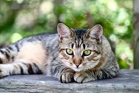 Please see individual articles for more information. The Top 20 Cat Breeds For Families