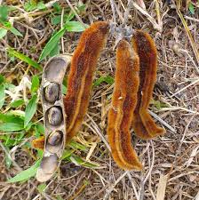 Image result for Mucuna poggei