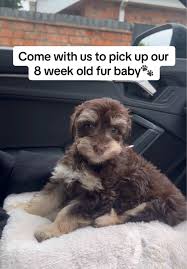 Pawfect Puppy Love: Bringing Home Our 8 Week Old Fur Baby 🐾