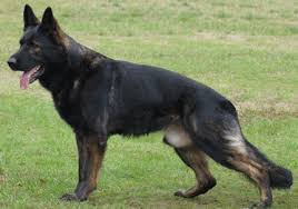 German Shepherd Black And Brown Puppy Dog Breeds With Black And Tan Markings German Shepherd Dogs Black Sable German Shepherd German Shepherd Puppies