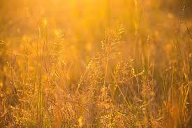 Golden Light Reiki Rays Healing Light Golden Lights Healing Frequencies