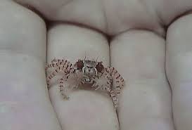 Image result for Gelrebia