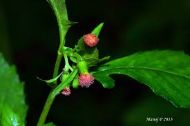 Image result for Crassocephalum crepidioides