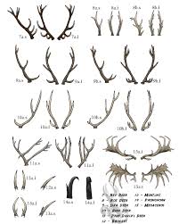 Antlers Chart 2 By Littleladybambi Fur Affinity Dot Net