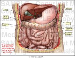 The front of the body is at right. Abdominal Anatomy Medical Illustration Medivisuals