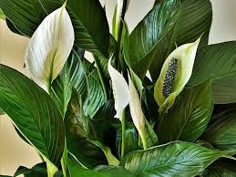Rubber plants have dark green leaves with a thick leathery texture. 35 Best Indoor Plants How Grow Care And Maintain Florgeous