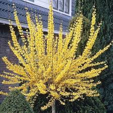 Details About Forsythia Easter Tree Deciduous Shrub Outdoor Garden Yellow Flowering Pot Plant Plants Patio Trees Trees To Plant