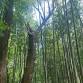 East Palisades Trail- Bamboo Forest event image