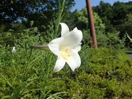 あいかわ公園自然観察ガイド - はてなブログ