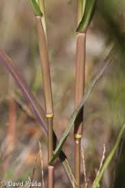 Image result for Panicum schinzii