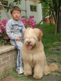 Every transaction of sapsaldoge redistributes tokens to hodlers and adds liquidity to pancakeswap. Pin On Dogs