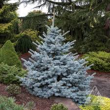 Pay over time with affirm · top rated · premium quality Avatar Blue Spruce Wyoming Plant Company