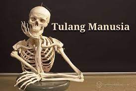 Tulang rusuk dan tulang dada. Pengertian Tulang Manusia Sistem Fungsi Rangka Jumlah Gambar
