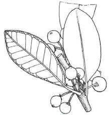 Image result for Monanthotaxis poggei