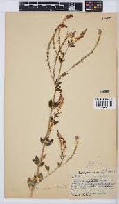 Image result for Macrotyloma daltonii