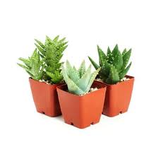 This pad tower broke off what i think is a bunny cactus, can i replant it? Succulents Garden Center The Home Depot