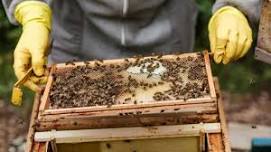 Beekeeping Bootcamp