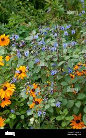 Image result for Clerodendrum