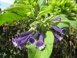 Image result for Iochroma