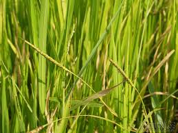 Image result for Ischaemum