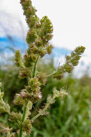 Image result for Mesosphaerum pectinatum