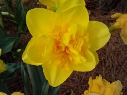 In particular you can try and… read more; Daffodil Queen S Day 16 Tall Blooms In April May Daffodils Flowers Plants