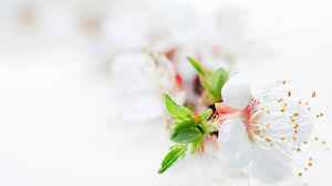 Awesome, flower, natural, wallpaper, white. Download White Blossom Tree Flowers Wallpapers Wallpapers Printed Desktop Background