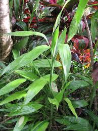 Image result for Dracaena sanderiana