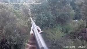 Il cinghiale è un problema enorme per la sicurezza delle persone, per le coltivazioni e per il ciclo produttivo lombardo. Sardegna Spara Al Cinghiale Ma L Animale L Attacca Cacciatrice Si Salva Usando Il Fucile Come Bastone Corriere Tv